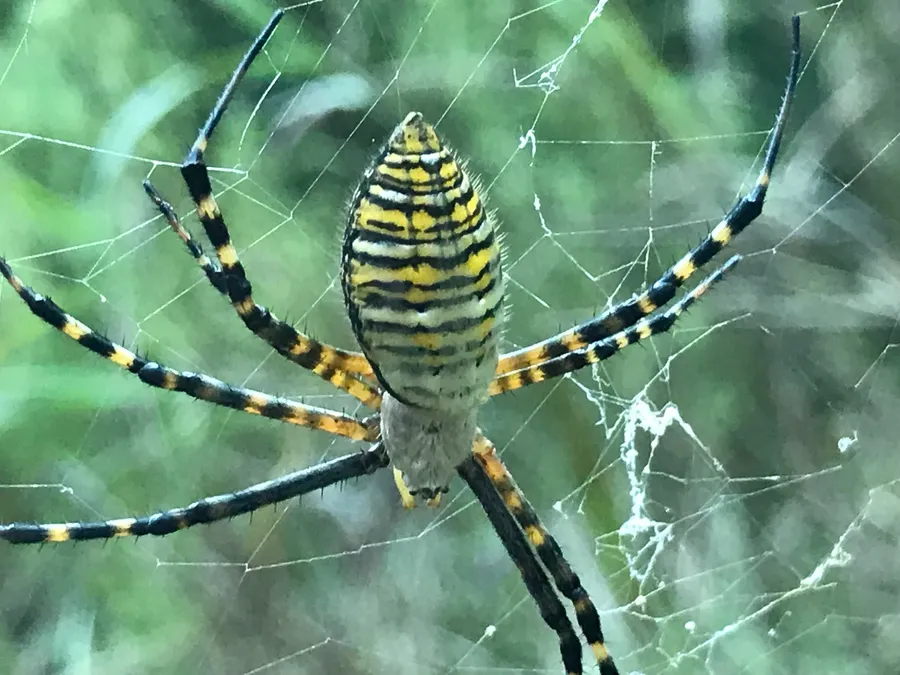 Banded garden spider with yellow, white and black stripes