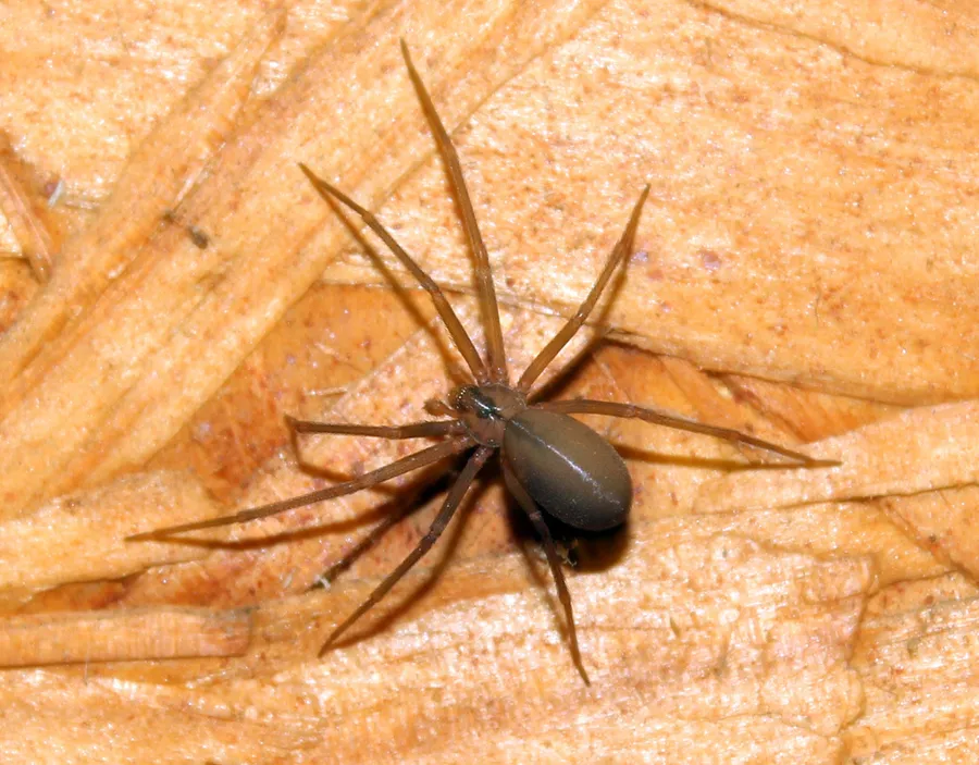 Brown recluse spider on a wooden surface, with the darker violin-shaped mark on its back