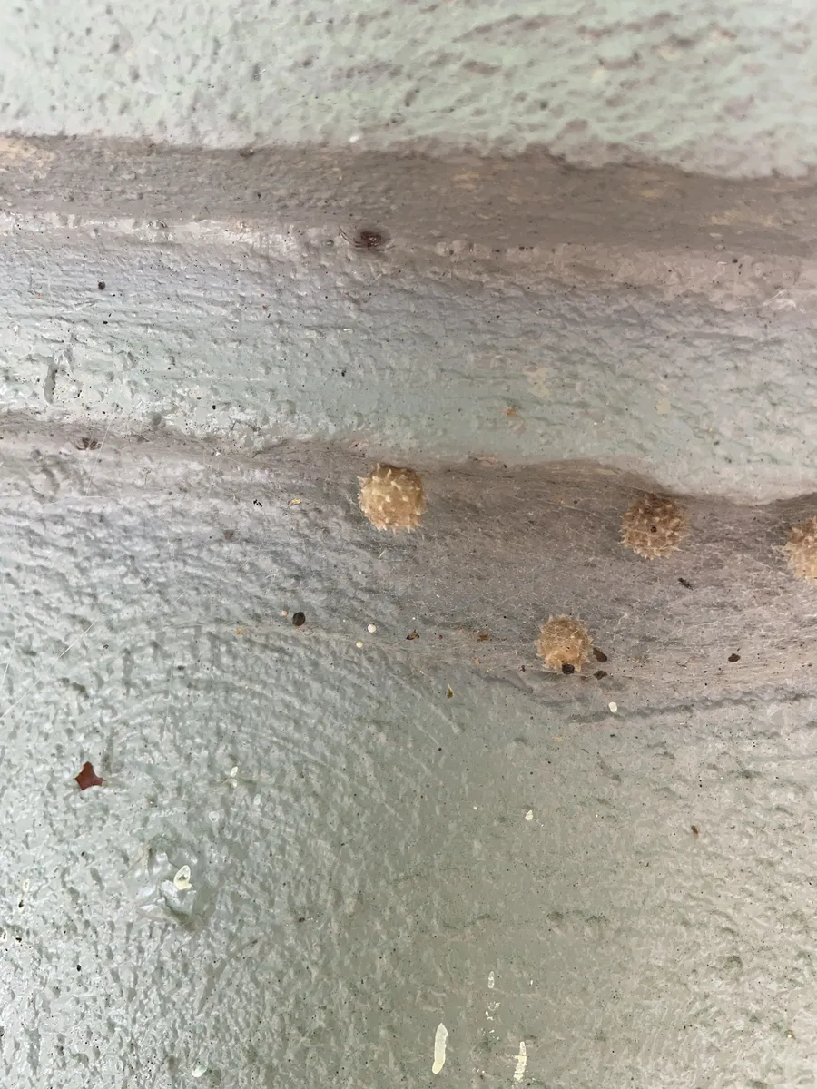 Spiky round brown widow egg sacs on a white wall