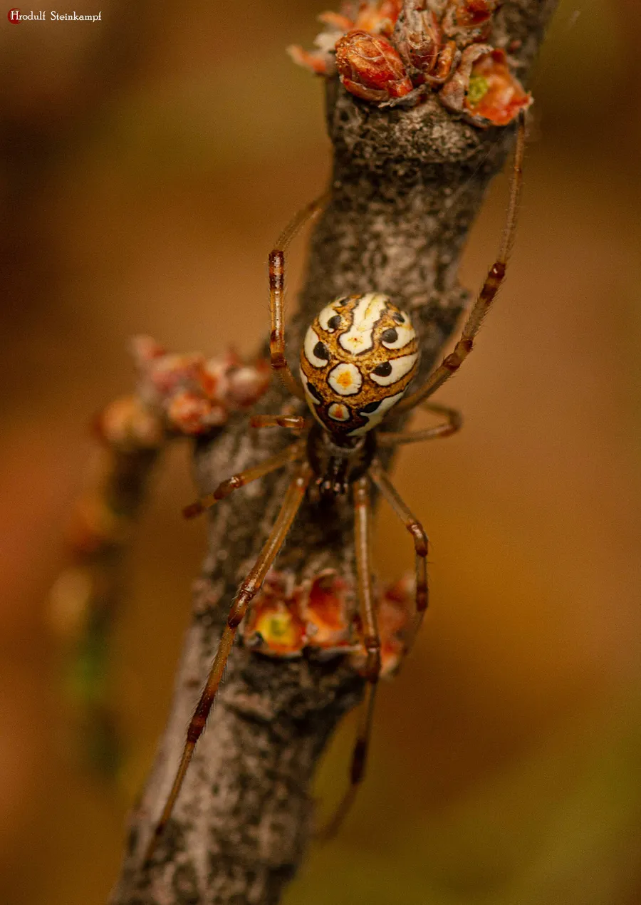 Brown widow spider with a tan body and cream-and-orange geometric pattern