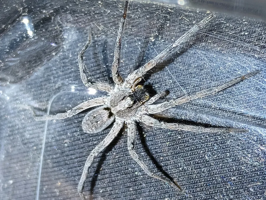 Large gray-brown Carolina wolf spider on dark fabric