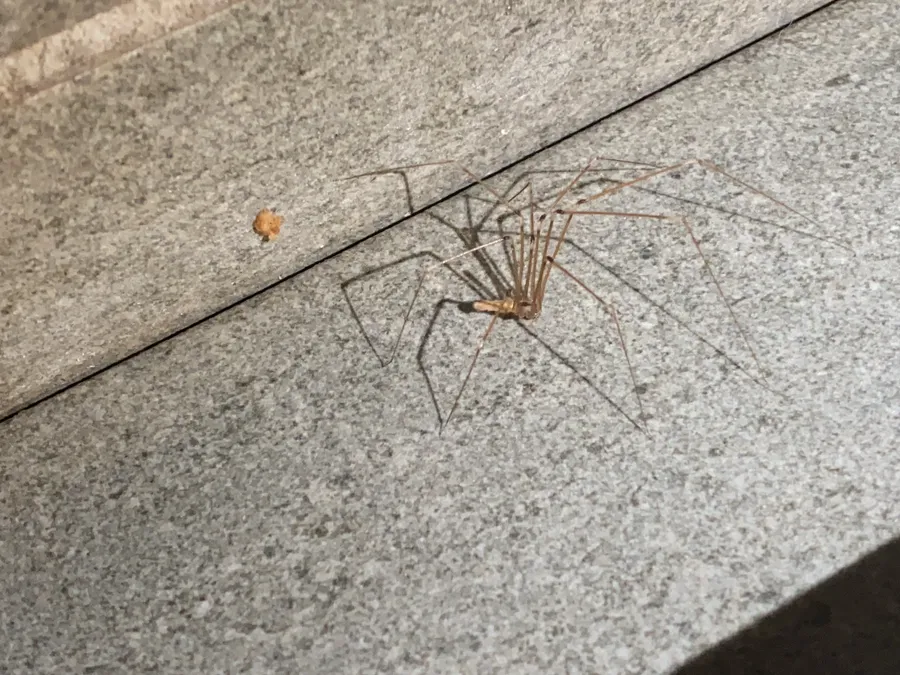 Pale long-legged cellar spider on a gray surface