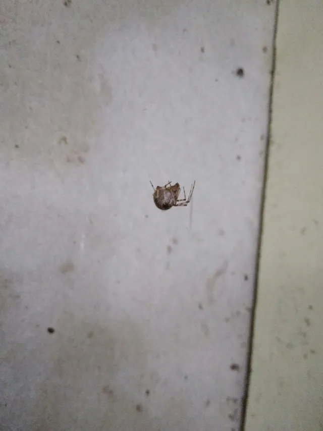 Common house spider in a cobweb next to its egg sacs