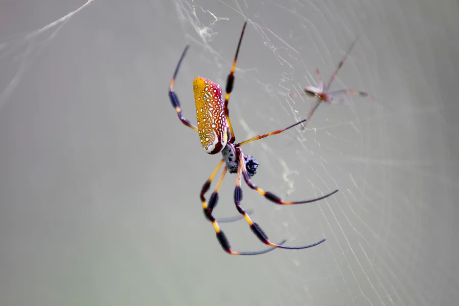 Golden silk orbweaver in its web with a long yellow abdomen