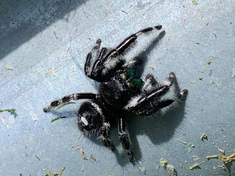 Black and white bold jumping spider with green-blue mouthparts
