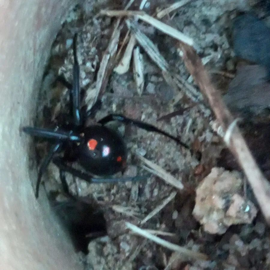 Northern black widow with red spots on its abdomen