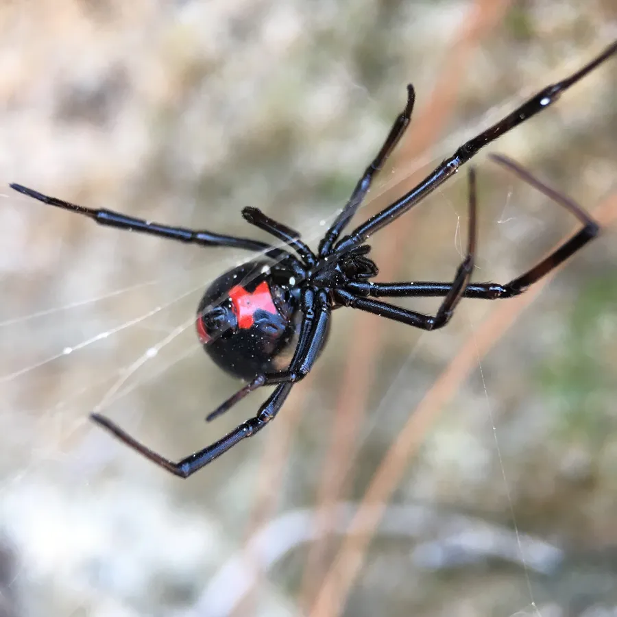 Southern black widow female showing the red hourglass on her underside