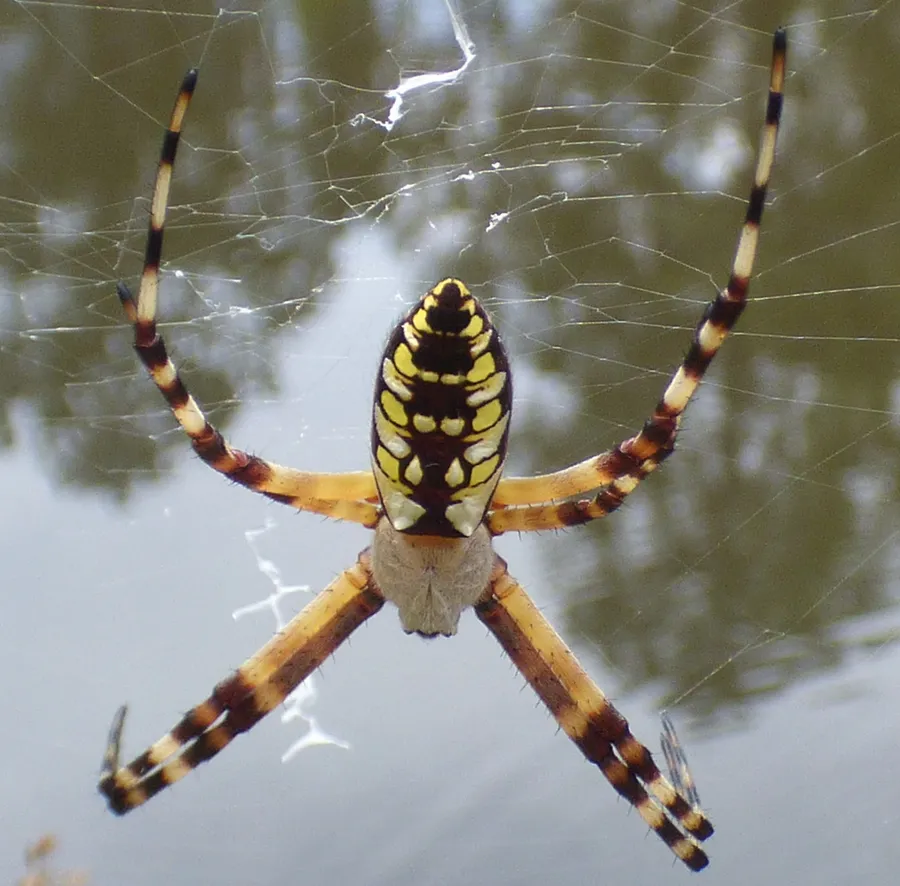 Yellow garden spider in its web, black and yellow abdomen